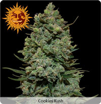 photo cookie kush, variété de cannabis