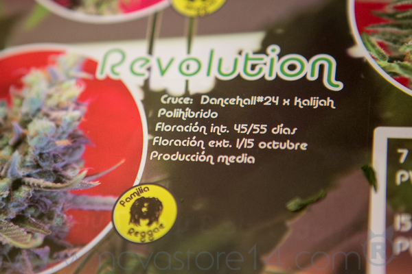 Revolution weed de chez Reggae Seeds