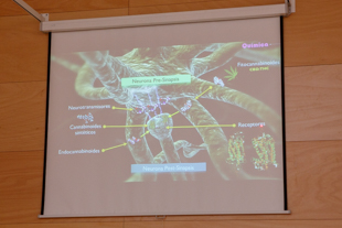 Photo microscopique lors de la conférence CBD à l'expo grow d'irun 2014
