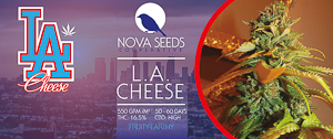 Image de L.A cheese de nova seeds