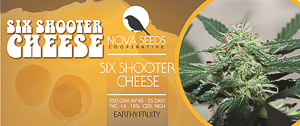image de six shooter cheese de nova seeds