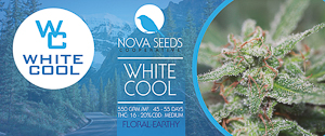 image de white cool de nova seeds