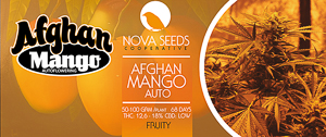 Imaga afghan mango auto de nova seeds