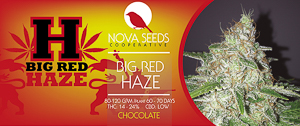 image big red haze de nova seeds