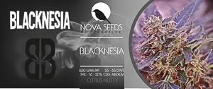 image blacknesia de nova seeds