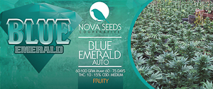 Image blue emerald de nova seeds