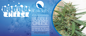 Image de Bubble cheese de nova seeds