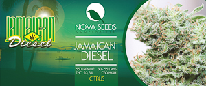 Image de jamaican diesel de nova seeds