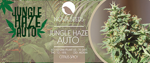 Image de jungle haze auto de nova seeds