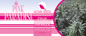 image de pink paradise de nova seeds
