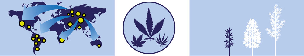 Carte des cannabis Sativa