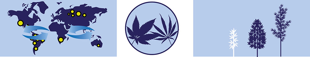 Carte des cannabis Sativa