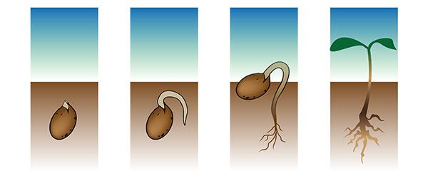 Cycle de germinaison d'une graine