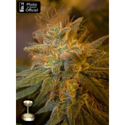 Kushberry