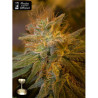 Kushberry