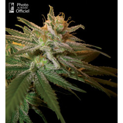 Kushberry