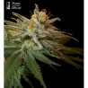 Kushberry