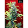 señorita Amparo