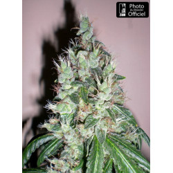 Jamaican og