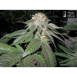 JULIUS CAESAR - Regular