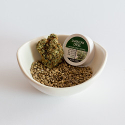 Jamaican Diesel - Medical Nova Seeds