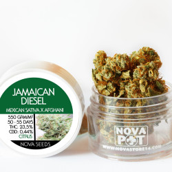 Jamaican Diesel - Medical Nova Seeds