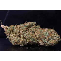 Jamaican Diesel - Medical Nova Seeds