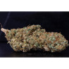 Jamaican Diesel - Medical Nova Seeds