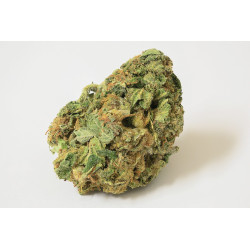 Jamaican Diesel - Medical Nova Seeds
