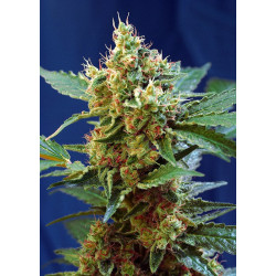 Cream mandarine XL auto - sweet seeds