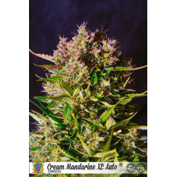 Cream mandarine XL auto - sweet seeds