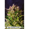 Cream mandarine XL auto - sweet seeds