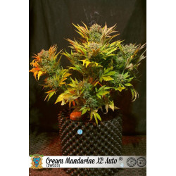 Cream mandarine XL auto - sweet seeds