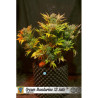 Cream mandarine XL auto - sweet seeds