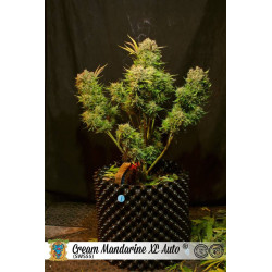 Cream mandarine XL auto - sweet seeds