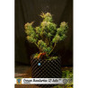 Cream mandarine XL auto - sweet seeds