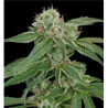 CROCKETT'S CONFIDENTIAL - Regular