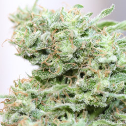Jamaican Diesel - Medical Nova Seeds