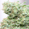 Jamaican Diesel - Medical Nova Seeds