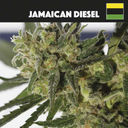 Jamaican Diesel - Medical Nova Seeds
