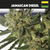 Jamaican Diesel - Medical Nova Seeds