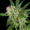 SOUR BANANA SHERBET DNA GENETICS