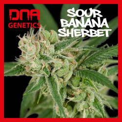 SOUR BANANA SHERBET DNA GENETICS
