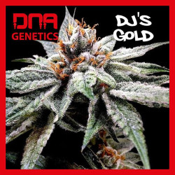 DJ'S GOLD
