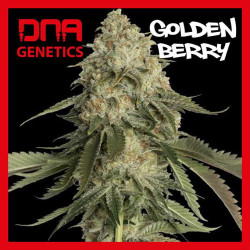 GOLDEN BERRY