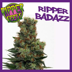 RIPPER BADAZZ 