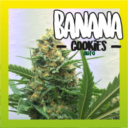 BANANA COOKIES AUTO 