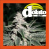 DOLATO AUTO