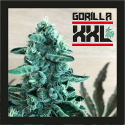 GORILLA XXL AUTO 