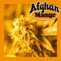 Afghan Mango auto